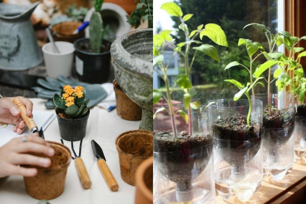 Como Cultivar Alimentos na Varanda