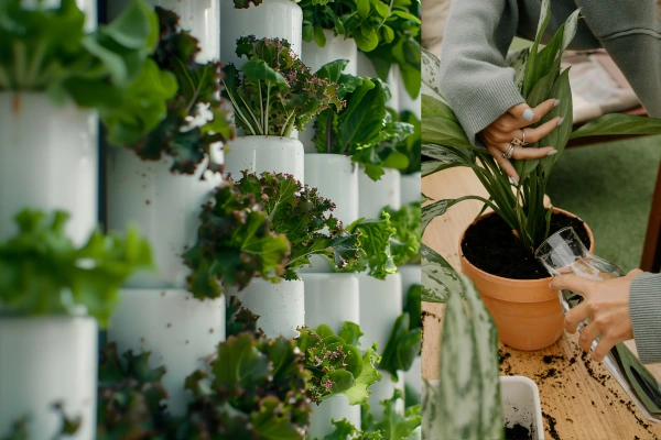 Hortas Urbanas,Como Transformar Espaços Pequenos em Grandes Fontes de Alimentos Saudáveis