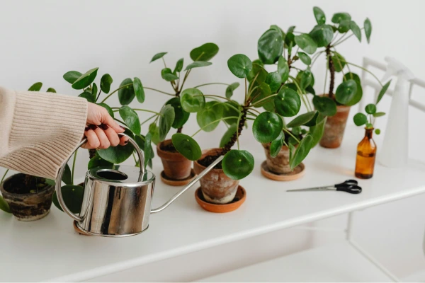 Plantas Comestíveis